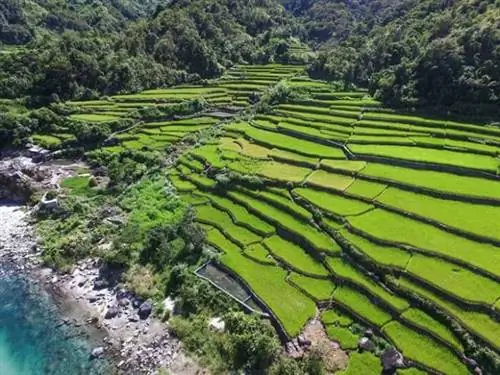 Фотография рисовых террас Кили со страницы Abramazing Touris на Facebook