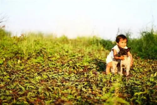 Зачарованная ферма Гавад Калинга