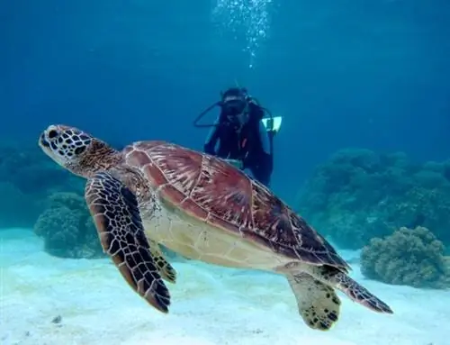 Черепахи на острове Апо