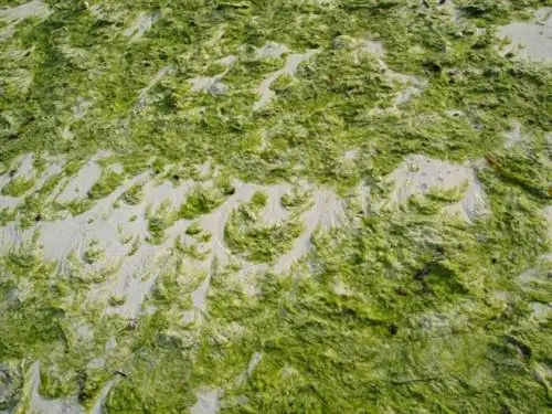 Лумот или водоросли на белом пляже Боракая