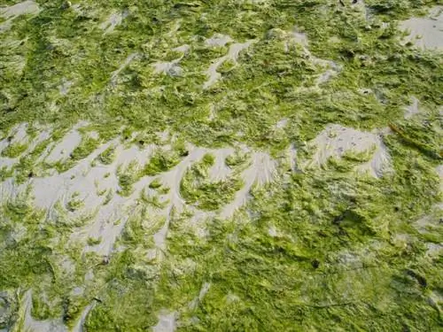 Почему летом на Боракае мы видим слишком много зеленых водорослей?
