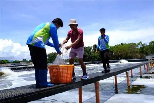 Экологичная ферма по выращиванию креветок в Замбалесе