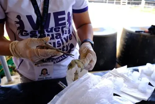 Выращивание креветок в Замбалесе