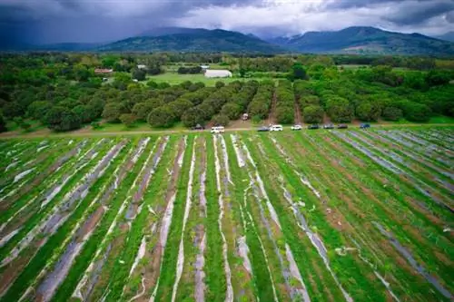 Ферма Батунгбакал в Замбалесе