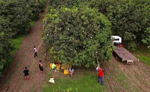 Сбор манго в Замбалесе