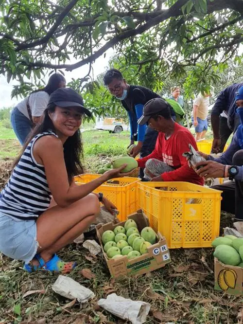 Сбор манго в Замбалесе