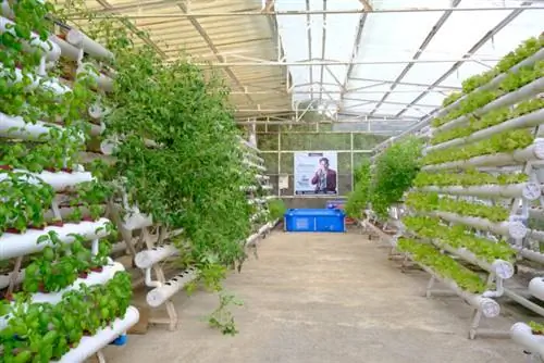 Ферма гидропоники Zennor в Замбалесе