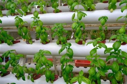 Ферма гидропоники «Базилик» в Замбалесе