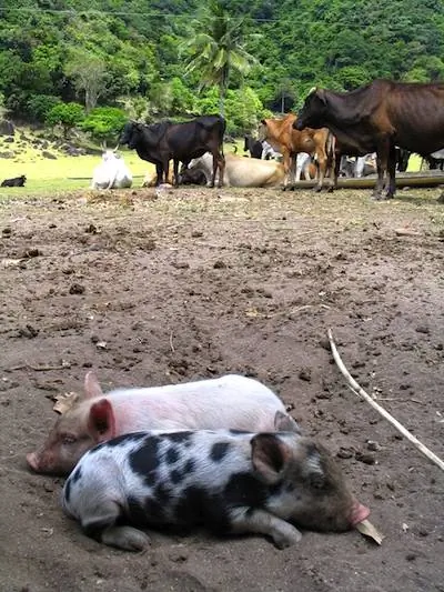 Милые далматинские поросята:)