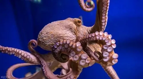 Аквариум Барселоны, фото через Klook