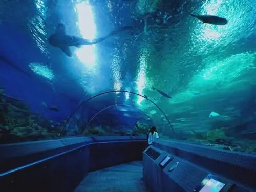 Подводный мир Паттайи