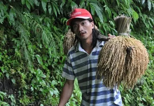 Сбор риса в Батаде