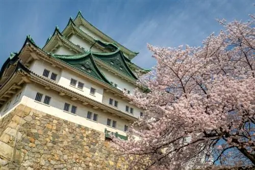 Замок Нагоя. Цветущая вишня. Фото через Depositphotos