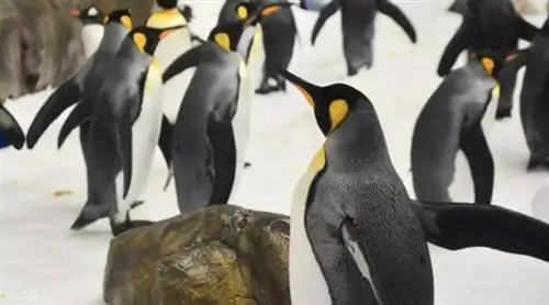 Общественный аквариум в порту Нагои, фото через KLOOK