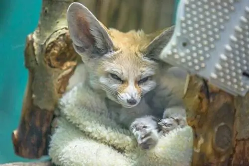 Зоопарк Эдмонтон-Вэлли, автор IQremix, Wikimedia cc