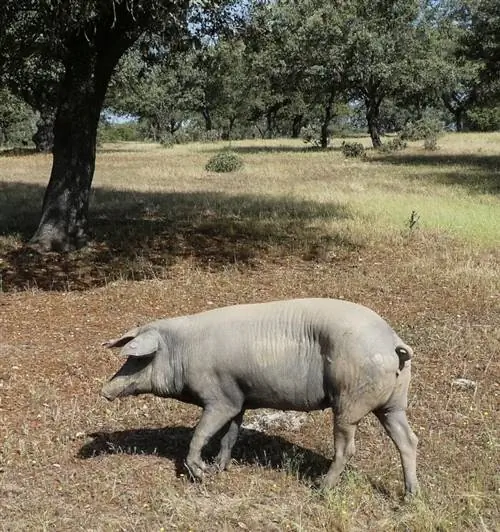 Будущая ветчина на копыте в дикой природе - Хамон Иберико Беллота