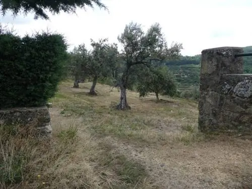 древние каменные стены защищают оливковую рощу