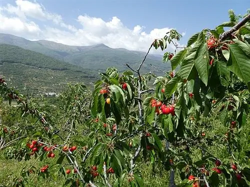 вкусная вишня