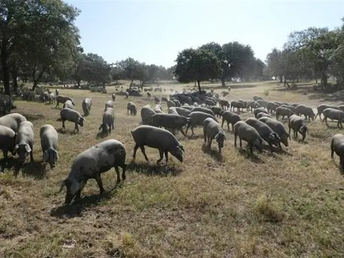 Свиньи на свободном выгуле в дубовых лесах и лугах, называемые дехеса.