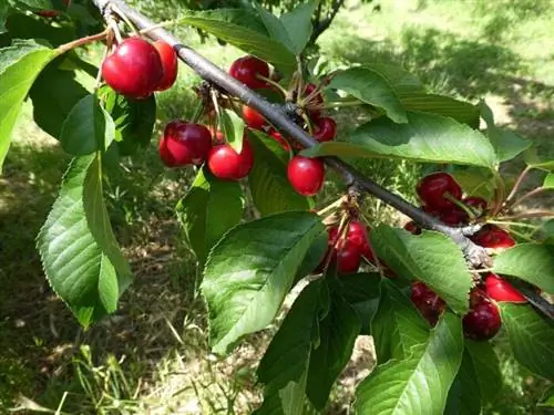 Спелые вишни придавливают ветки, чтобы их было легче собирать.