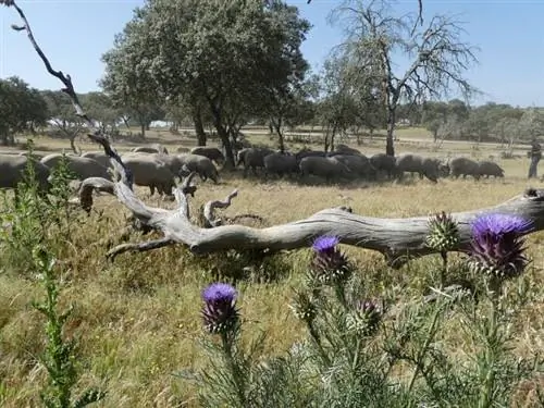 Чертополох и свиньи населяют дехесу.