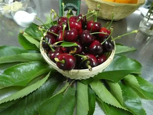 Жизнь - это ваза с вишней в долине Херте в Эстремадуре.