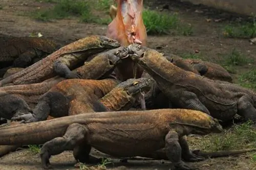 Национальный парк Комодо