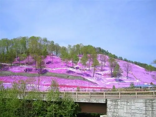 Phlox subulata в Хигаси-Мокото, Озора, Хоккайдо, Япония, 221.20, через Wikimedia cc.