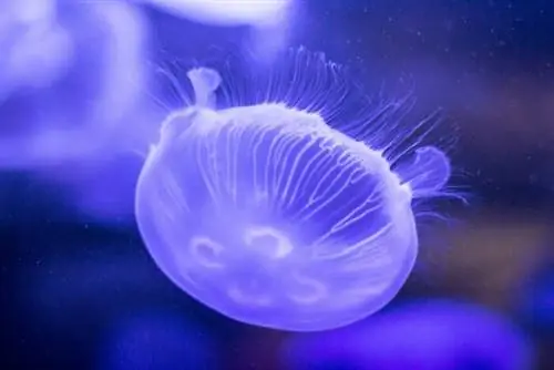 Ванкуверский аквариум от Фердинанда Штора через Unsplash