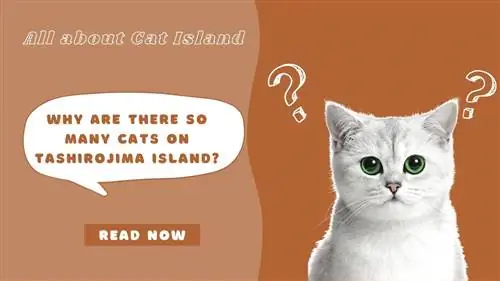 Почему на острове Таширодзима так много кошек?