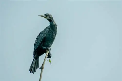 Двухохлый баклан (Phalacrocorax auritus), матовая черная рыбацкая птица в птичьем заповеднике Кумараком.