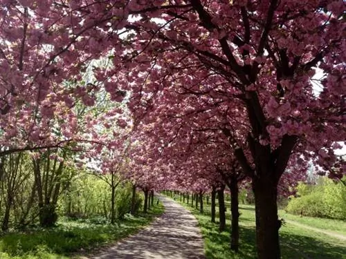 Cherry Blosson в Мауэрпарке в Берлине Cherry Blosson в Мауэрпарке в Берлине