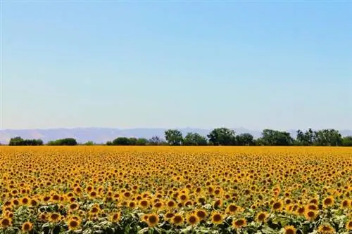 Долина Напа, автор: Ной Гипсон, Unsplash