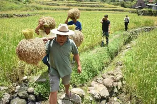 Традиционный сбор риса в Майояо (JDP:FBR-PIA CAR, Ифугао) Фотографии - LGU - Майояо