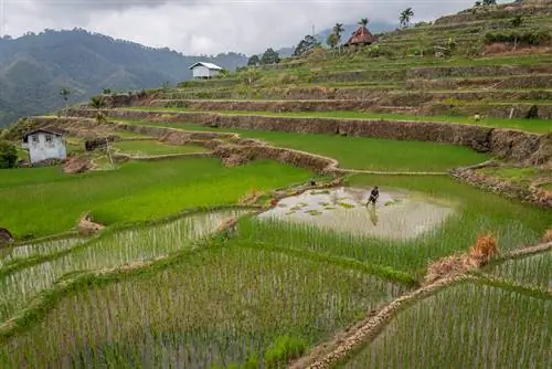 Рисовые террасы Майояо: объект Всемирного наследия ЮНЕСКО на Филиппинах