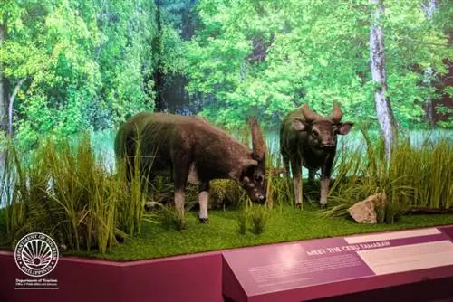 Себу Тамарав