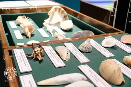 Коллекция ракушек