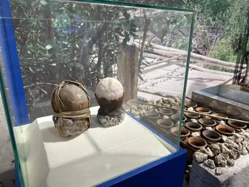 Производство Асин Тибуок на Бохоле