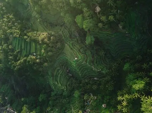 Рисовые террасы Тегаллаланг, автор Силас Байш через Unsplash