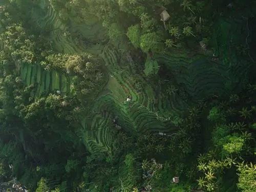 Рисовые террасы Тегаллаланг в Убуде, Бали, Индонезия