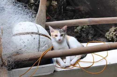 Красивый кот в порту