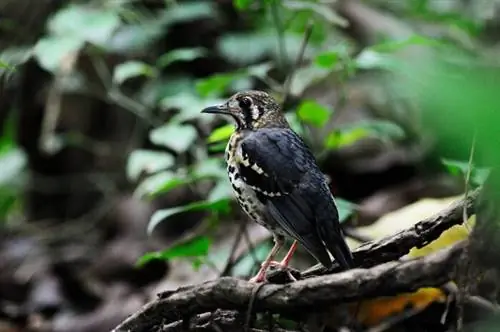Пепельный земляной дрозд (Geokichla cinerea), автор Энни Эспена, Wikimedia cc.