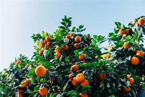 Сацума апельсины