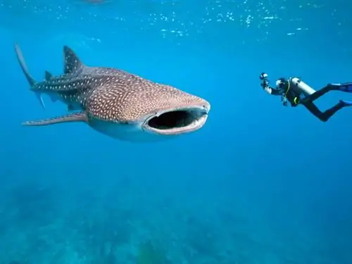 дайвинг в Донсоле веселее через orpheusdive.com