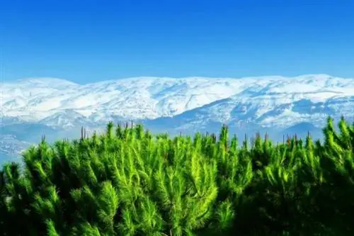 Веские причины собраться в Ливан