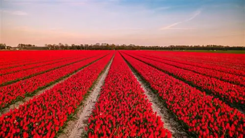 Ян ван дер Вольф/Shutterstock. Поля красных тюльпанов весной.