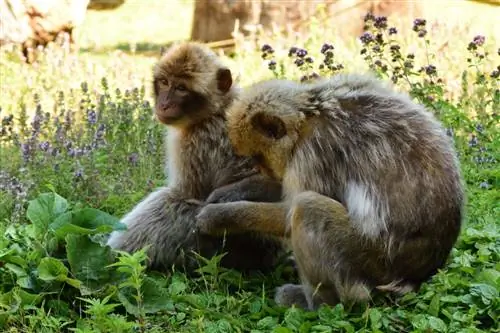 Две берберийские макаки избавляются от вшей