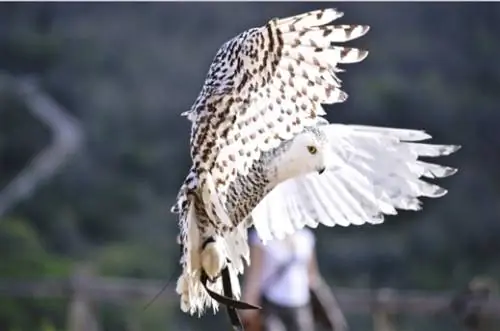 Снежная сова