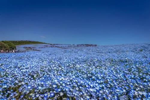 Самые красивые места, где можно полюбоваться сезонными цветами