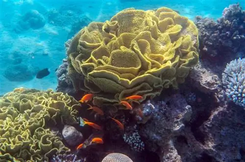 Сергей25 / Shutterstock. Морское дно Красного моря, у Акабы.